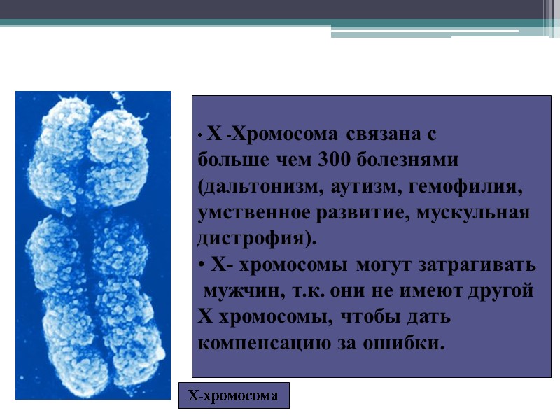 Половые хромосомы Х-хромосома  Х -Хромосома связана с  больше чем 300 болезнями 